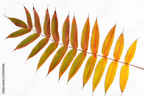 Photography Colorful autumn leaf of staghorn sumac (Rhus typhina, syn