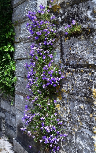 campanula growing on a wall