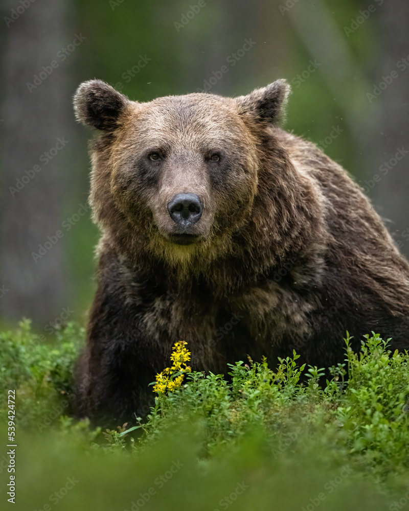 Adult brown bear portrait in the forest
