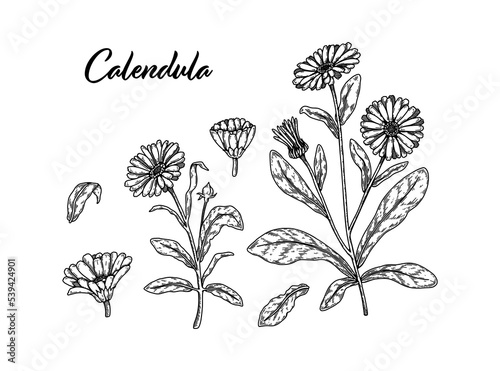 Set of hand drawn calendula flowers. Vector illustration in sketch stile. Realistic detailed botanical design elements