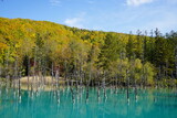紅葉が始まってきた美瑛の青い池
