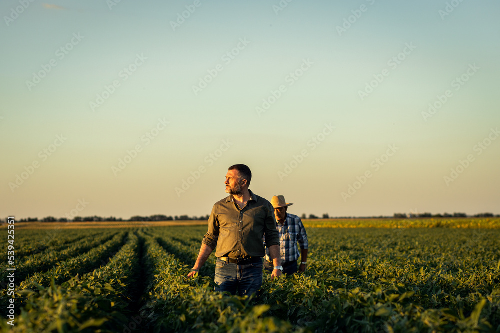 Two farmers in a field examining soy crop at sunset.
