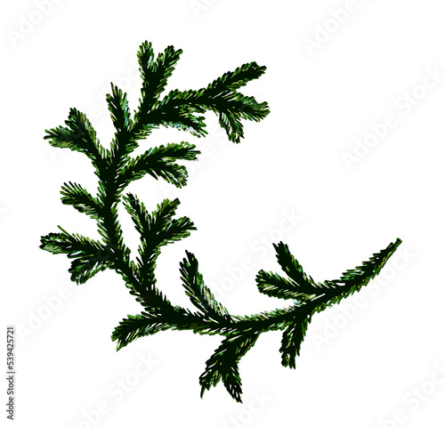 The sketch of a fir branch with ink pen.