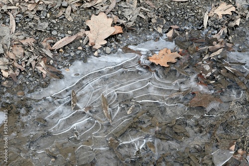 flaque d'eau gelée formant une épaisse couche de glace avec autour de petites feuilles de chêne par une glaciale journée d'hiver
