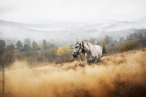 White horse in foggy meadow in autumn mountains valley. Ukrainian Carpathians in autumn timer. Landscape photography