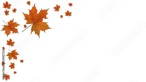 Autumn leaves on transparent background for cards  websites and decor - 3D Illustration