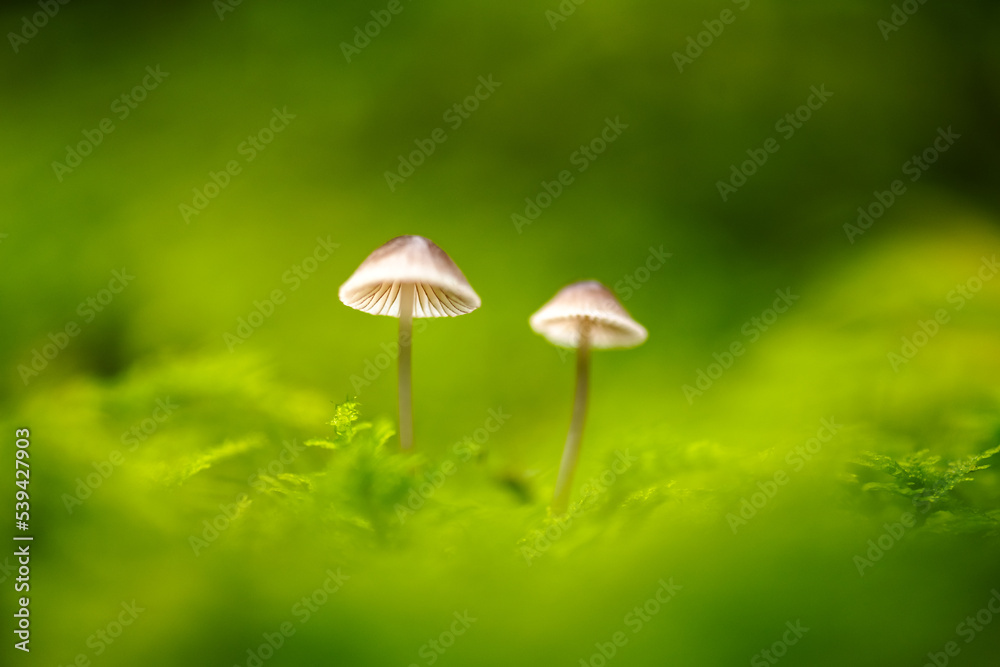 Beautiful macro shot of two forest mushroom in moss. Nature macro photography Beautiful macro shot of two forest mushroom in moss. Nature macro photography