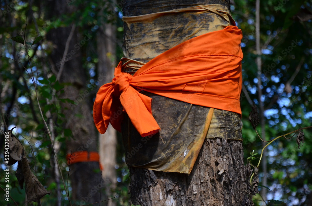 Forest ordination, บวชป่า Forest ordination, บวชป่า