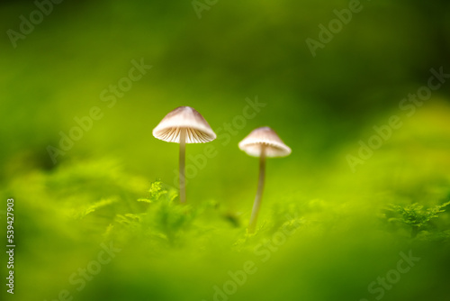 Beautiful macro shot of two forest mushroom in moss. Nature macro photography