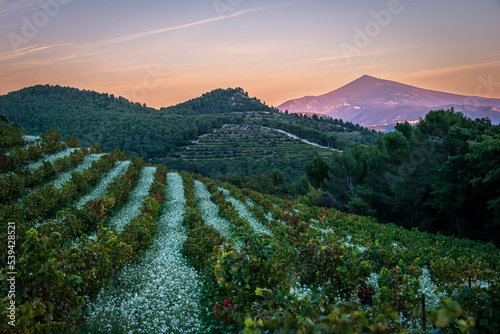 view of the mont ventoux from vineyard at baume de Venise with wild flowers at sunset , provence france . photo