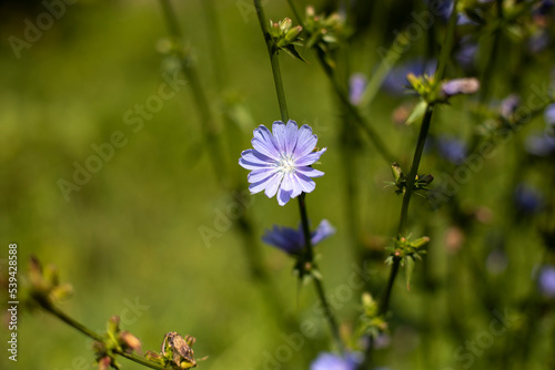 Flowers in garden in summer. Flowering of plant. Beautiful nature.