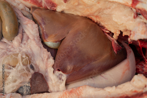 pork liver close-up in cut belly, pork anatomy