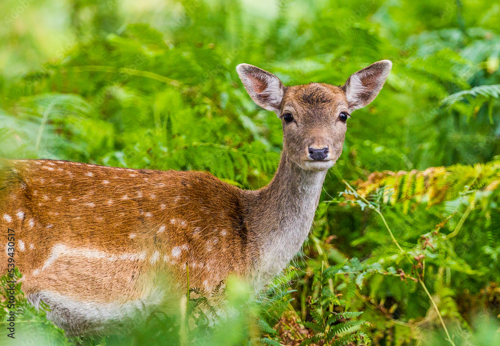 Deer in the forest Deer in the forest