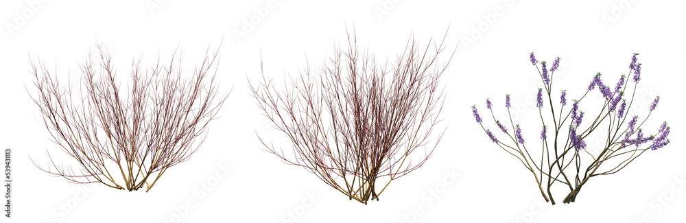 bush isolate on a transparent background, 3D illustration, cg render bush isolate on a transparent background, 3D illustration, cg render