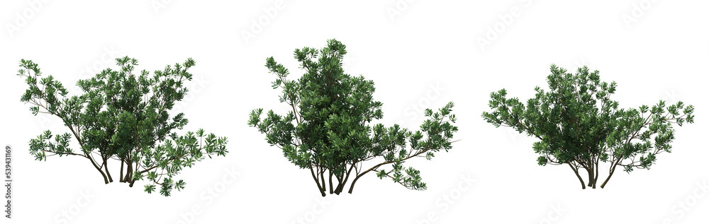 bush isolate on a transparent background, 3D illustration, cg render