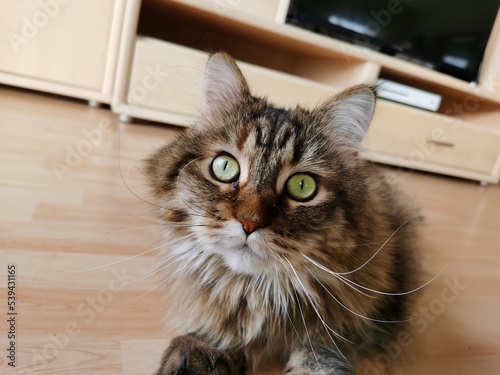 Maine Coon mit aufmerksamen Blick,  photo