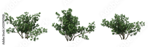 Fotografia, Obraz bush isolate on a transparent background, 3D illustration, cg render