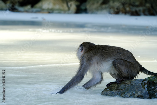 Canvas Print Wild macaque monkey or macaque try to catch fish or crab at sea