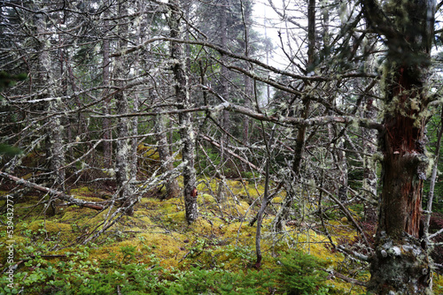 Fototapeta Naklejka Na Ścianę i Meble -  Typical vegetation of Central Grove Provincial park, Canada