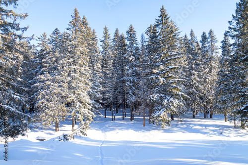 Winter snowy landscape with frozen spruces and northern sun in a coniferous forest

