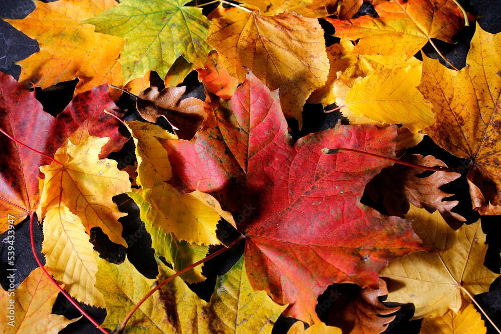 Obraz premium colorful autumn leaves background, top view of yellow green and red autumn leaves on a table