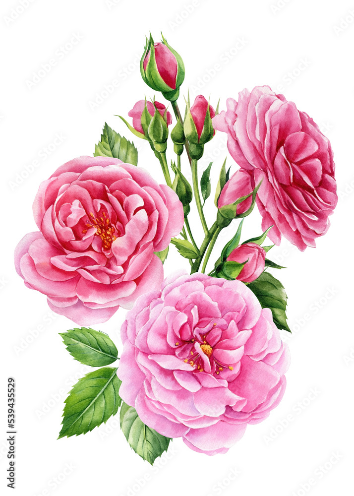 Roses flowers, buds and leaves on a white background, watercolor botanical illustration. Pink floral clipart