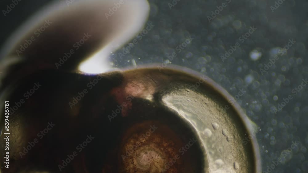 Microscopical translucent transparent snail with shell visible heart