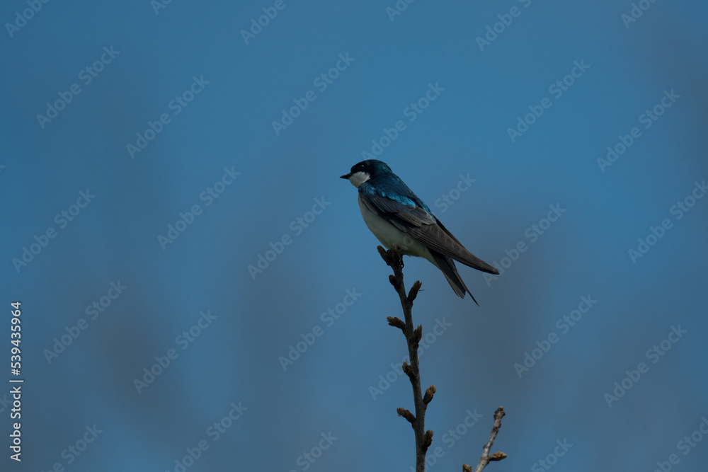 Tiny Tree Swallow perched at the top of a tree branch Tiny Tree Swallow perched at the top of a tree branch