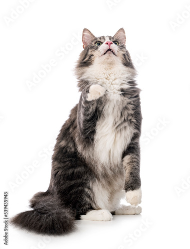 Fototapeta Naklejka Na Ścianę i Meble -  Norwegian Forest cat