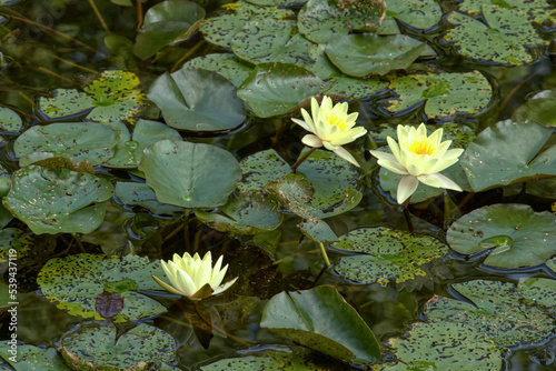 Canvas Print Yellow water lilies in a park in Berlin.