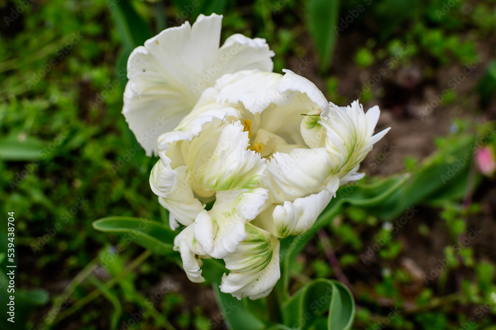 Obraz premium Close up of one large delicate white tulip in full bloom in a sunny spring garden, beautiful outdoor floral background photographed with selective focus.