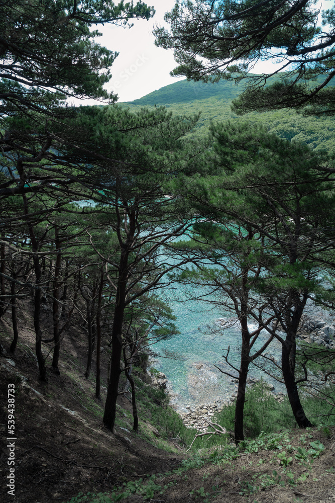 Obraz premium pine trees on the island