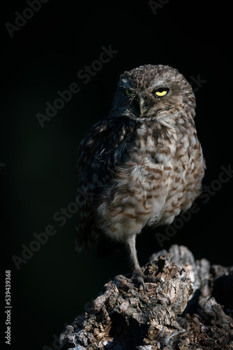  Cute Burrowing owl (Athene cunicularia) sitting on a branch. at dusk. Burrowing Owl alert on post. Dark background. 