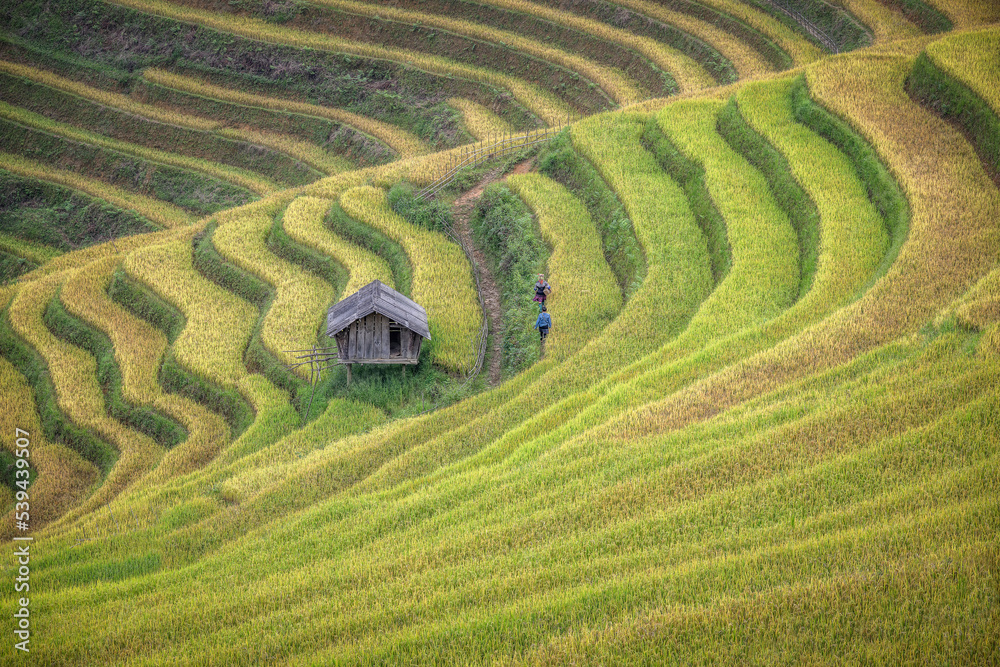 Beautiful rice terrace fields at Mu Cang Chai in northern Vietnam. It has curve and line to plant on terraced fields and life style of hill tribes to walk along the fields with small hut in the fields Beautiful rice terrace fields at Mu Cang Chai in northern Vietnam. It has curve and line to plant on terraced fields and life style of hill tribes to walk along the fields with small hut in the fields