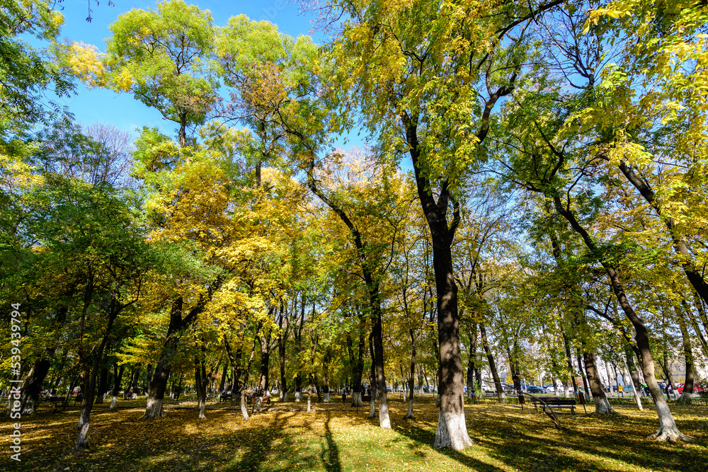 Landscape with many large green and yellow trees and grass in Kiseleff Park in Bucharest, Romania,  in a sunny autumn day.