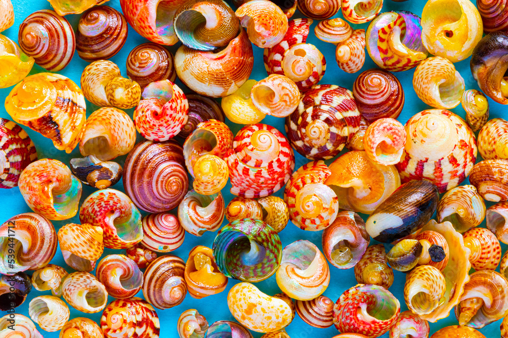 Flat Lay wallpaper background image of coastal seashells on a blue background Flat Lay wallpaper background image of coastal seashells on a blue background