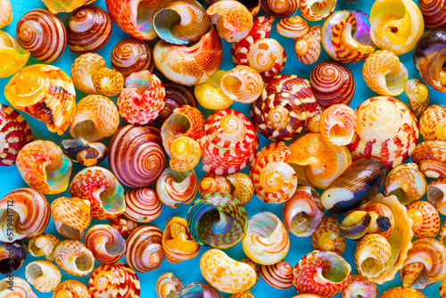 Flat Lay wallpaper background image of coastal seashells on a blue background