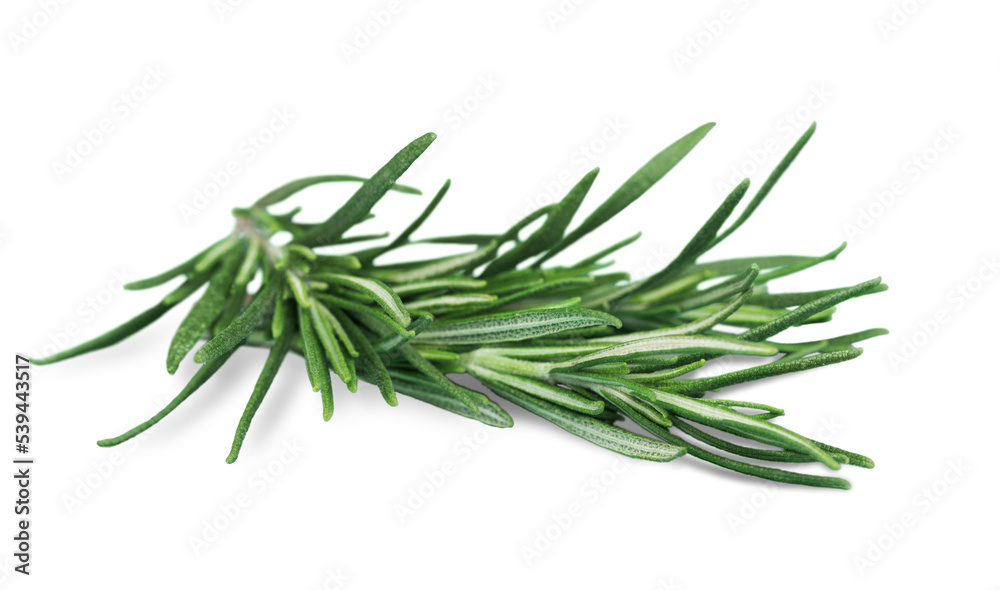 Fresh green sprig of rosemary isolated on a white background