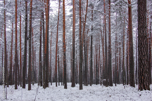 Winter scene in Latvia forest.