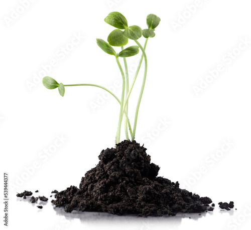 Φωτογραφία Green clover plant growing on soil heap pile isolated on white background