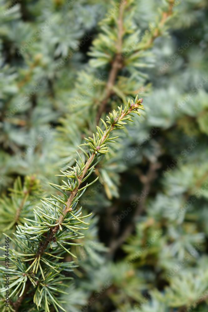 Fastigiate Atlas cedar