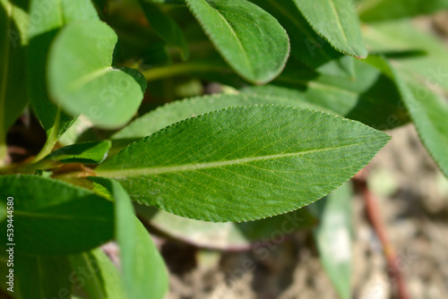 Wallpaper Mural Fleece flower Torontodigital.ca