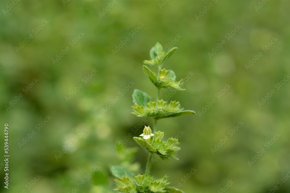 Lemon balm Lemon balm