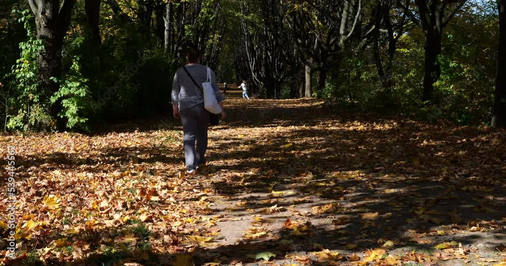 Alley in the autumn park. Dry fallen leaves and trees. Alley in the autumn park. Dry fallen leaves and trees.