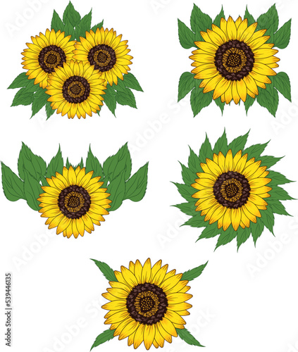 Fototapeta Naklejka Na Ścianę i Meble -  sunflower illustration set