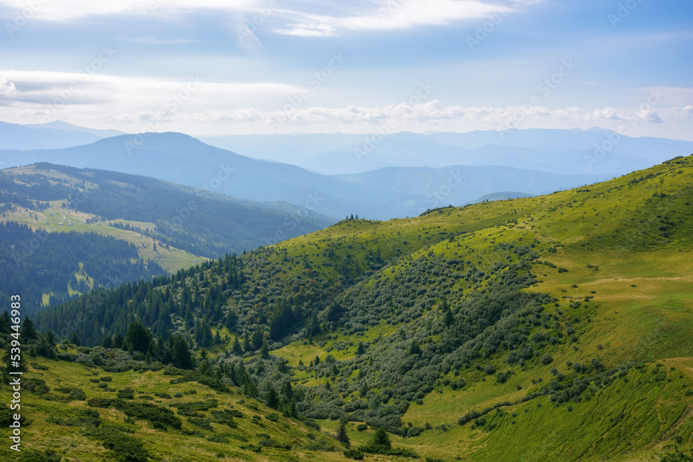 picturesque view of carpathian mountains. green landscape with hills rolling in to the distant ridge. alpine meadows beneath a sky with clouds on a warm summer day