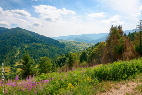 purple flowers blooming on the hill. vacation in mountainous carpathian countryside on a sunny summer day. landscape with grassy meadows and forests on hills rolling down in to the rural valley © Pellinni