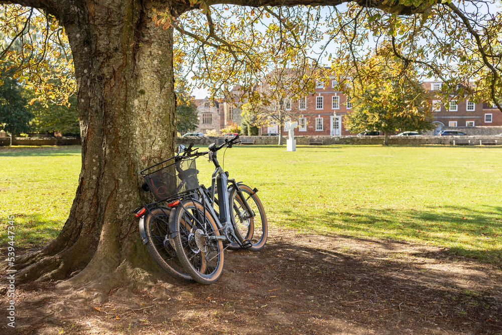 two bicycle's leaning against a tree trunk, Autumn park scene
