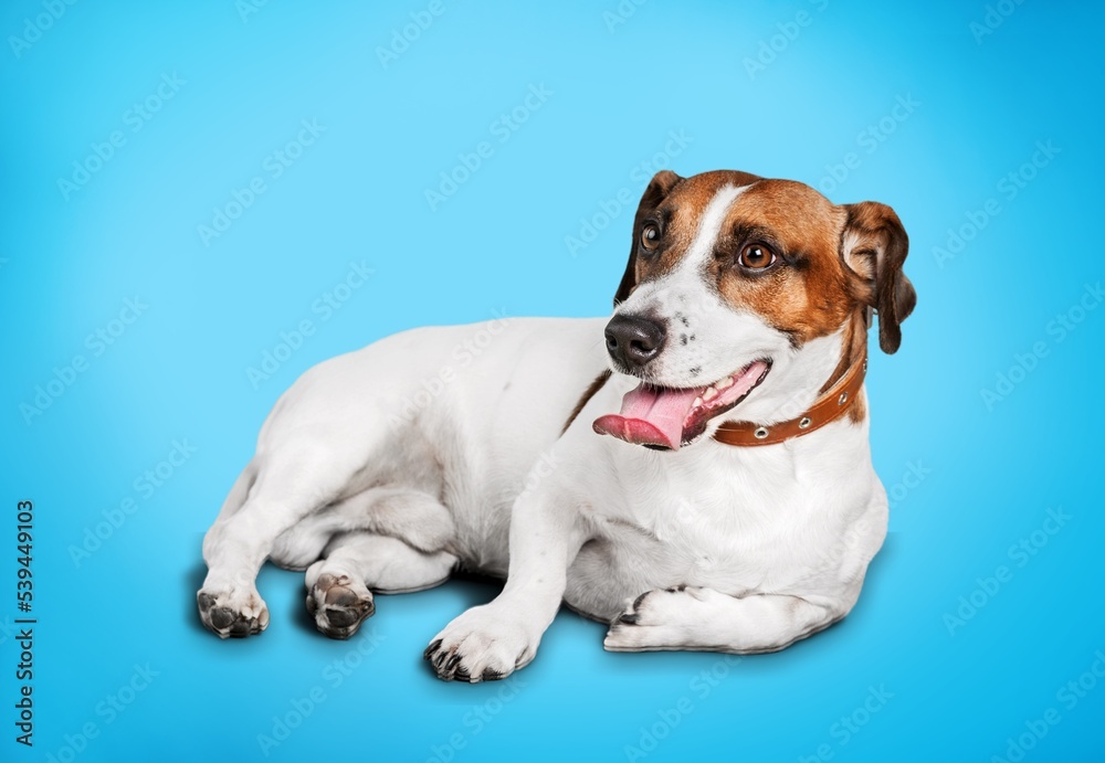 Cute domestic friendly dog posing