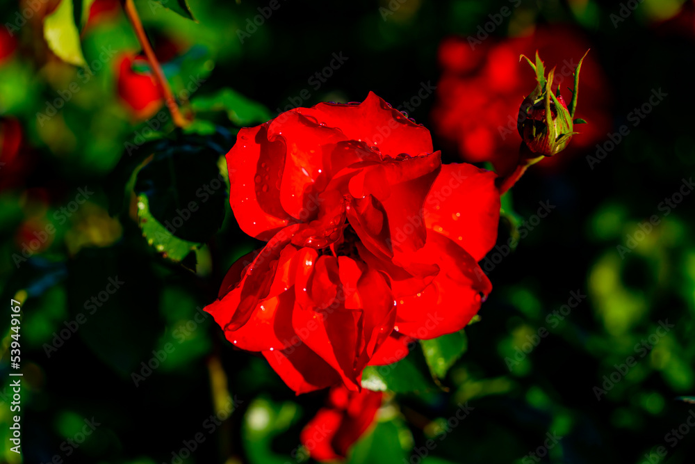 Garden red roses. Filmed in September in the Far Eastern region of Russia. Garden red roses. Filmed in September in the Far Eastern region of Russia.